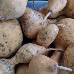 Decorative dried gourds!!